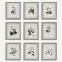 Uttermost 41466 - Antique Botanicals Framed Prints, S/9